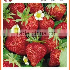 Bulk for Sale High Quality Whole Strawberry thumbnail-3