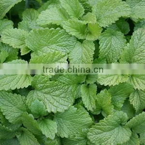 Lemon Balm (Melissa Officinalis) Essential Oil thumbnail-1