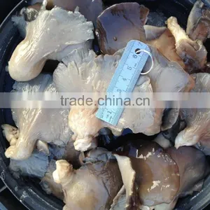 Pleurotus in Brine thumbnail-1