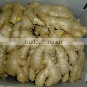 Chinese Fresh Ginger thumbnail-5