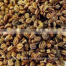 Celery Seed Oil thumbnail-1