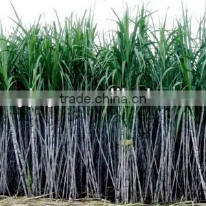 New Arrive Cane Juice Cusher ,industrial Sugar Cane Crusher, 2017 New Cane Press Machine thumbnail-1