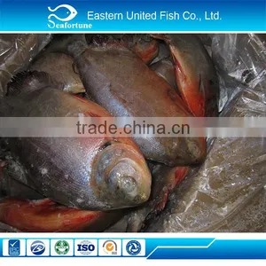 Frozen Pomfret Export to Africa thumbnail-1