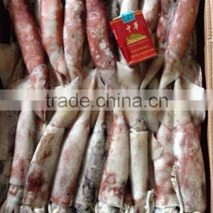 Whole Round Frozen Squid Todarodes Pacificus thumbnail-1
