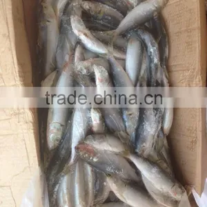 NEW FISH FROZEN SARDINE SEAFOOD FOR SALE thumbnail-5