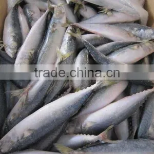100-200G Frozen Mackerel (WHOLE ROUND) thumbnail-1