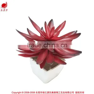 Kazuko Aoki Mini Succulent Plants Buy Direct From China Factory thumbnail-1