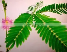 MIMOSA PUDICA thumbnail-1