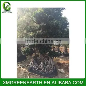 Ficus Microcarpa Bonsai 2.5m (2) thumbnail-1