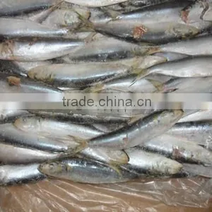 Frozen Sardine for Tuna Bait 140-200pcs thumbnail-6