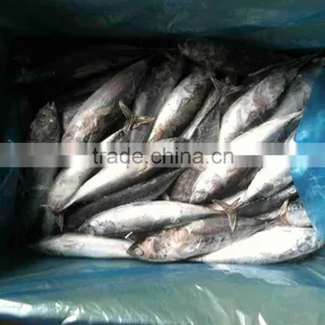 15kgs per Carton Sea Frozen Bonito and Auxis Thazard thumbnail-5