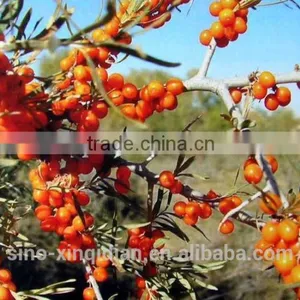 Seabuckthorn Seed Oil thumbnail-1