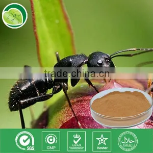 10:1,polyphenols,Formic Acid/black Ant Extract Powder thumbnail-1