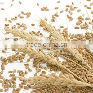 GMP Food Grade Wheat Germ Oil thumbnail-2