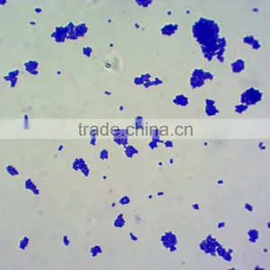 Microscopes Using Microscope Prepared Slides thumbnail-2