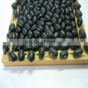 Small Black Kidney Bean thumbnail-1