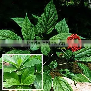 Folium Ginseng thumbnail-1