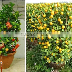 Seedless Orange Tree Seedling thumbnail-1