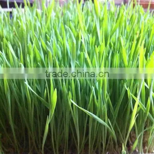 100% Natural Wheat Grass Powder thumbnail-1
