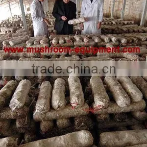 Hot Sale From China Professional Manufacturer Shiitake Mushroom Log thumbnail-3
