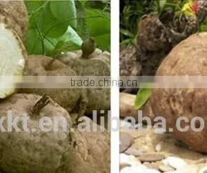 Thailand Pueraria Mirifica Capsules Breast Enhancement 1000 Grains thumbnail-2