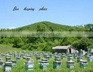 Changge City Shengda Apiculture Limited By Share company overview - view 2 thumbnail
