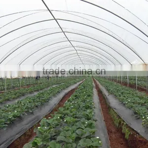 RoughBrothers Tunnel-600 Single Span Low Cost Tunnel Greenhouse thumbnail-3