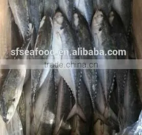 Jack Mackerel Frozen Fish Food thumbnail-1