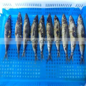 High Quality and Best Fresh Frozen Mackerel Fish thumbnail-1