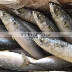 Frozen Pacific Mackerel/frozen Japanese Mackerel thumbnail-1