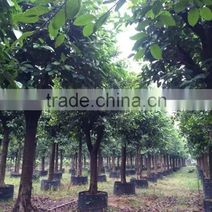 Ficus Benghalensis thumbnail-1