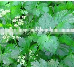 Lovage Oil thumbnail-5