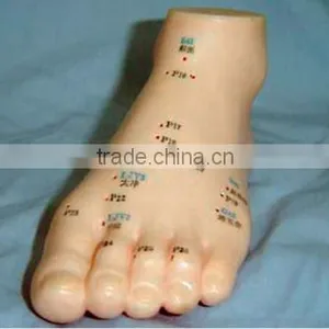Acupuncture Foot Model thumbnail-1