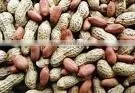 Chinese Peanut thumbnail-1