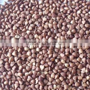 Chinese Non Gmo New Crop Roasted Buckwheat Kernel for Georgia Wholesale thumbnail-2