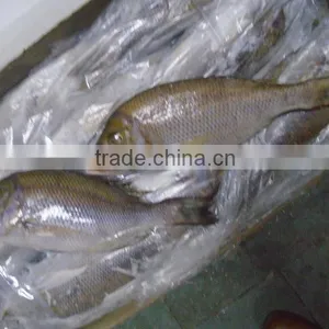 FROZEN EMPEROR FISH thumbnail-5