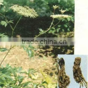 Angelica Extract thumbnail-1