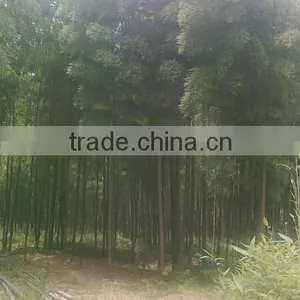 Best Selling High Quality Natural Bamboo Fence and Nature Eco-friendly Woven Bamboo Pole Fence thumbnail-4