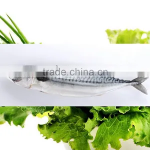 Whole Sale Frozen Mackerel Prices thumbnail-1