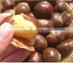 2015 New Raw Fresh Chestnuts thumbnail-2