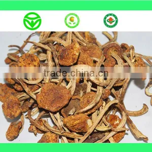 Farm Wholesale Dry Oyster Mushroom thumbnail-1