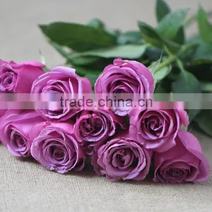 Hot Sale Fresh Cut Rose Garden Flowers From Plants Base thumbnail-1