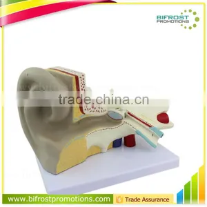 Ear Plastic Education Human Body Anatomy Model thumbnail-1