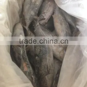 2016 Fresh Frozen Bonito Tuna 300g-500g From China thumbnail-1