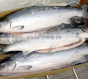 Atlantic Salmon thumbnail-2
