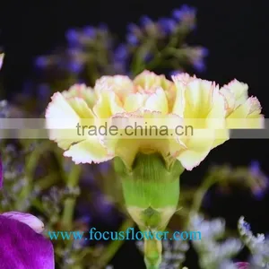 High Quality Fresh Cut Carnations Flower Rela Carnation Holiday Appliances thumbnail-2