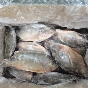 Sea Bass - Barramundi - Tilapia - Red Drum Fish - Crisp Grass Carp - Snakehead Fish - Golden Pomfret - Mackerel thumbnail-4