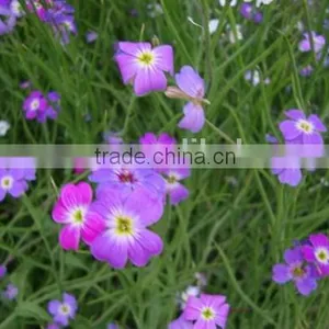 Virginia Stock, Malcolmia , Flower Seeds , Herb Seed,vegetalbe Seed,fruit Seed,grass Seed thumbnail-1