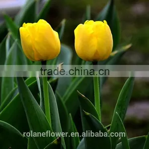 Kunming Suply 2016 High Quality Fresh Cut Yellow Tulip Plant thumbnail-2