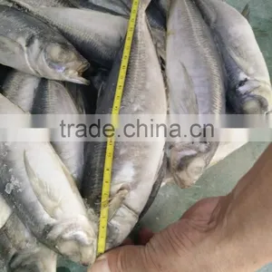 Frozen Fish Horse Mackerel Size 20cm+ Fro Sale thumbnail-4